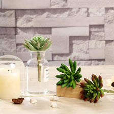 5 Ways to Get Creative with Our Succulents