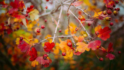 Fall Wedding Floral Guide