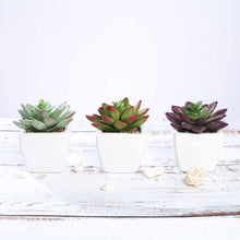 4 Inch Ceramic Planter Pot Artificial Echeveria Elegans Plants 3 Pack