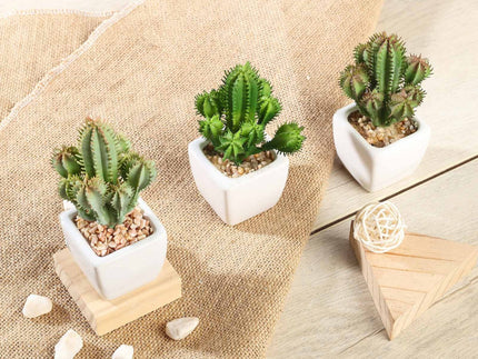 What Are The Benefits Of Putting Pebbles On Succulents?