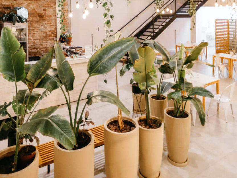 Does IKEA Have Good Artificial Plants? | eFavormart