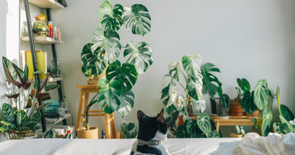 Stay Cool This Summer With These Top 5 Indoor Plant Picks