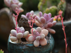 How Do You Get Pink Succulents?