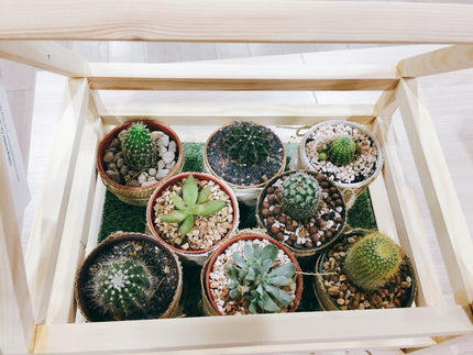 Should You Put Rocks At The Bottom Of Succulents?