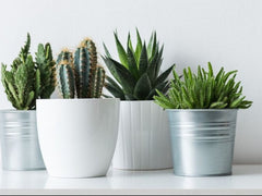 What Are Artificial Succulents?