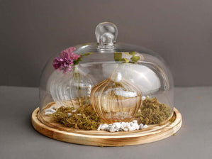 What Can You Do With Cake Dome?