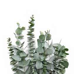 Artificial Plants & Greenery