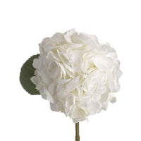 Hydrangea & Carnation Mums