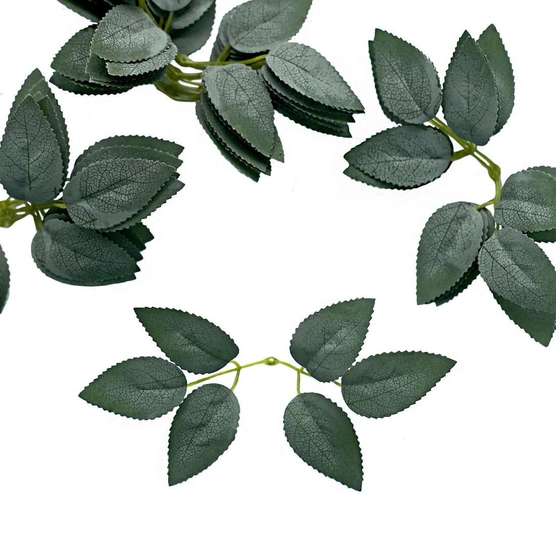 Green leaf branches on a white background for floral arrangements or decor.