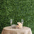 Decorative table setup with glasses and flowers against a green foliage backdrop.