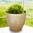 Gold textured planter with lush green plant, set against a blurred outdoor background.