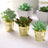 Three small succulents in gold pots on a white background.