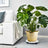 Gold planter with Monstera plant beside a white sofa in a modern living room.
