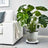 Monstera plant in a modern pot beside a cozy white couch
