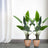 Two potted plants with large green leaves in a minimalist setting.