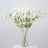 White flowers in a glass vase on a plain background