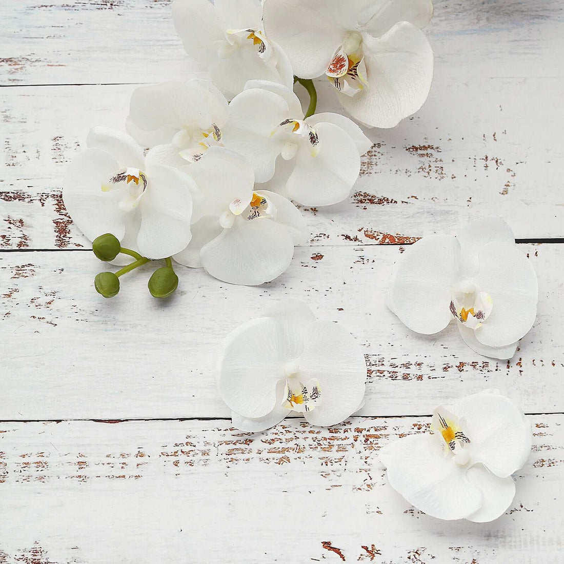 White orchid flower arrangement on rustic wooden background. #whtbkgd