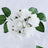 White rose bouquet with green leaves on a plain background