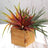 Colorful faux aloe vera plant in a wooden planter.