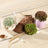 Decorative succulents in vases with natural elements on a wooden surface.