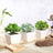 Artificial succulent plants in ceramic pots on a wooden table.