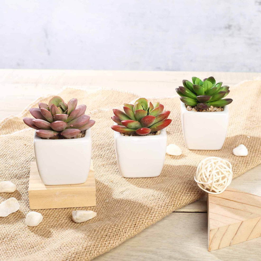 Three decorative succulents in white pots on a rustic table.