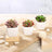 Three decorative succulents in white pots on a rustic table.