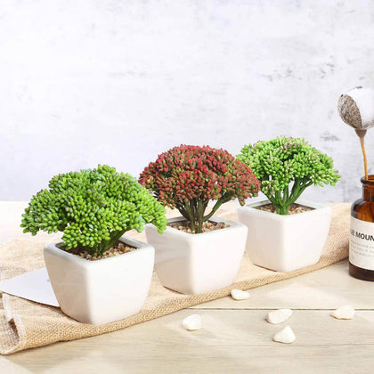 3-Pack Joy Sedum Artificial Succulents in Ceramic Pots 6" - Realistic Maintenance-Free Faux Plants for Bathroom Coffee Table Shelves & Desk