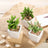 Three small potted succulents in white pots on a burlap surface.