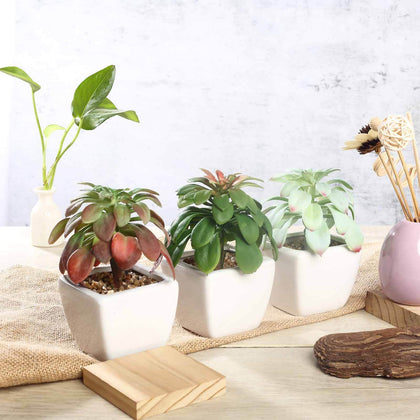 3-Pack Minibelle, Elegans & Grassneri Artificial Succulents in Ceramic Pot 5" - Realistic Maintenance-Free Faux Plants for Bathroom Coffee Table Shelves & Desk