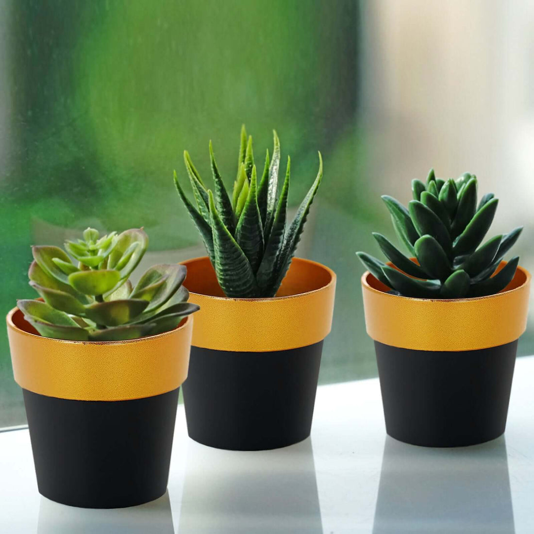 Succulent plants in stylish black and gold pots on a windowsill.