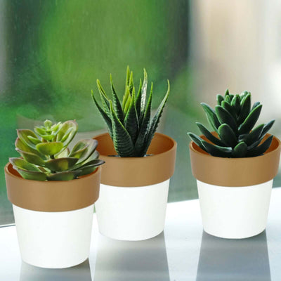 3-Pack Plastic Flower Plant Pots 3" White with Gold Rim - Indoor Decorative Planters