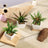 Three decorative potted plants on wooden coasters and a textured background.
