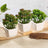 Decorative potted succulents in white pots on a natural surface.