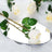 Oval mirror with a white rose and green leaves reflection.
