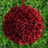 Red floral ball decoration hanging against green background.