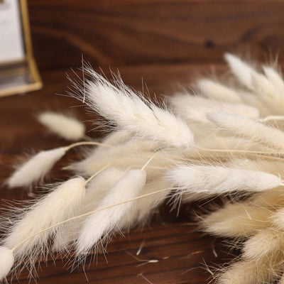 50-Pack Dried Bunny Tail Grass 15" Natural White - Soft Fluffy Lagurus Ovatus Rabbit Tail Ornamental Grass for Boho Bouquets Backdrops & Vase Decor