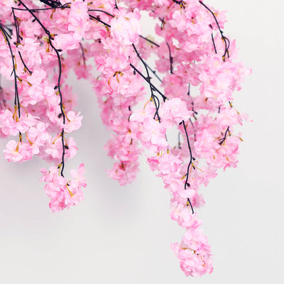 Pink cherry blossom branches hanging against a white background