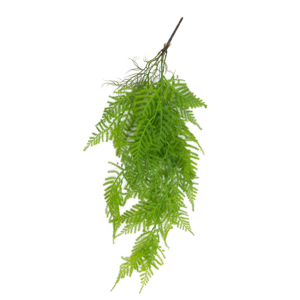 Hanging green asparagus fern plant on white background#whtbkgd