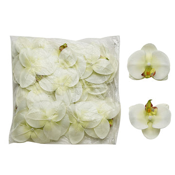 Timeless Cream Orchids for Home Décor