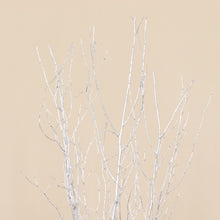 6 Pack Metallic Silver Decorative Birch Tree Branches