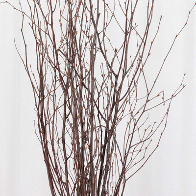Dried decorative branches in a natural arrangement