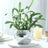Mirrored mosaic vase with green leafy plant on a white table