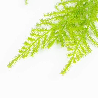 Bright green asparagus fern on a white background
