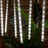 LED pendant lights with clear tubes hanging elegantly.