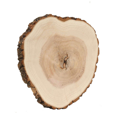 Natural wood slice with visible grain and texture details #whtbkgd