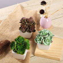 3 Pack | 5inches Ceramic Planter Pot & Artificial Echeveria Elegans Plants