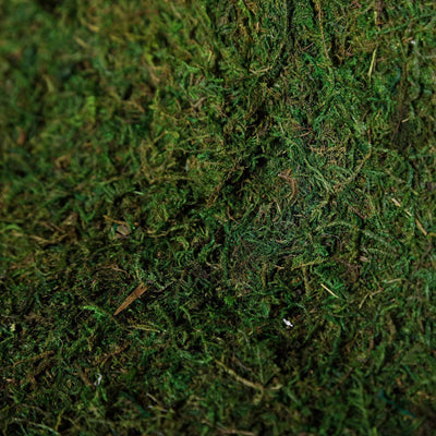 Close-up view of lush green moss texture.