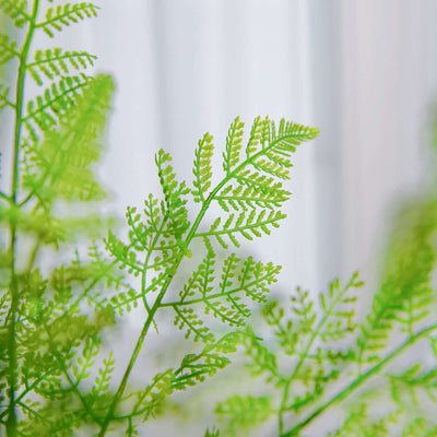 Green fern leaves with delicate details against a soft background.
