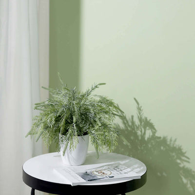 Potted green plant on a white table with a light green wall backdrop.